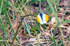 Orange Tip [Anthocharis cardamines]