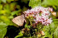 Purple Hairstreak [Favonius quercus]