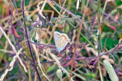 Common Blue [Polyommatus icarus]