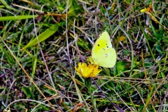 Clouded Yellow [Colias croceus]