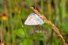 Common Blue [Polyommatus icarus]