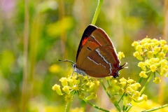 Brown Hairstreak [Thecla betulae]