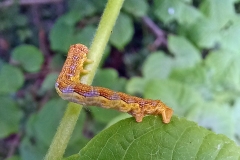 Mottled Umber [Erannis defoliaria]