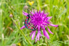 Five-spot Burnet [Zygaena trifolii]