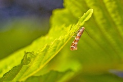 Horse-chestnut Leaf Miner [Cameraria ohridella]