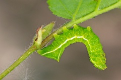 Copper Underwing moth [Amphipyra pyramidea]