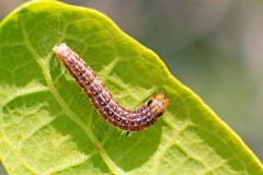 Spring Harbinger moth [Tortricodes alternella]