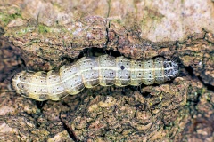Small Quaker moth [Orthosia cruda]