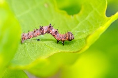 Pale Brindled Beauty [Phigalia pilosaria]