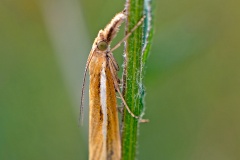 Common Grass-moth [Agriphila tristella]