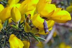 Gorse Pod Moth [Cydia succedana]
