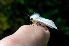 Muslin Moth [Diaphora mendica]