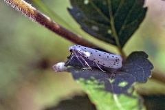 Spindle Ermine [Yponomeuta cagnagella]
