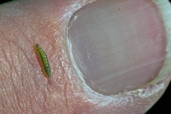 Oak Bent-wing [Bucculatrix ulmella]
