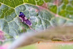 Meadow Tortrix [Grapholita compositella]