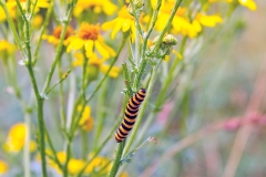 Cinnabar Moth [Tyria jacobaeae]