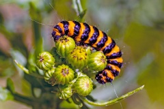 Cinnabar Moth [Tyria jacobaeae]