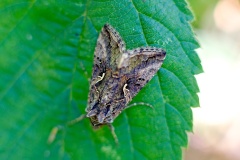 Silver Y [Autographa gamma]