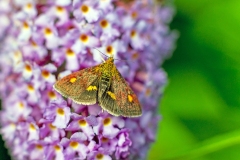 Mint Moth [Pyrausta aurata]