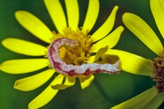 Double-striped Pug [Gymnoscelis rufifasciata]