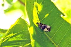 Plum Tortrix [Hedya pruniana?]