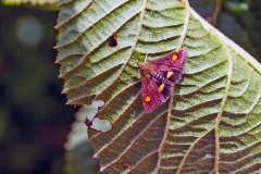 Mint Moth [Pyrausta aurata]