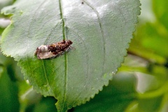 Marbled Orchard Tortrix [Hedya nubiferana?]