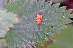 Barred Fruit-tree Tortrix [Pandemis cerasana]
