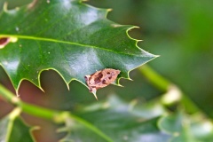 Brown Oak Tortrix [Archips crataegana]