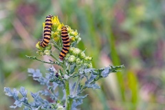Cinnabar Moth [Tyria jacobaeae]