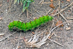 Small Emperor Moth [Saturnia pavonia]