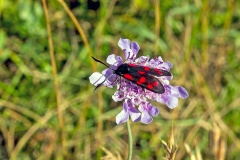 Six-spot Burnet [Zygaena filipendulae]