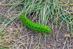 Small Emperor Moth [Saturnia pavonia]