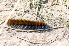 Fox Moth [Macrothylacia rubi]