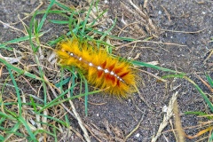 Sycamore moth [Acronicta aceris]