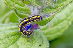 Scarlet Tiger Moth [Callimorpha dominula]