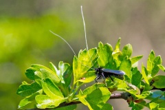 Green Longhorn [Adela reaumurella]