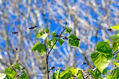 Green Longhorn [Adela reaumurella]