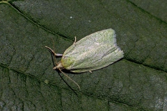 Green Oak Tortrix [Tortrix viridana]