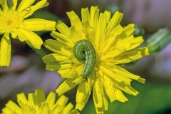 Broad-barred White [Hecatera bicolorata]