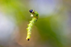 Green Oak Tortix [Tortrix viridana]