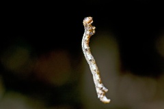 geometer moth caterpillar
