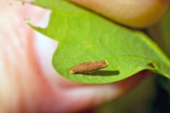 Yellow Oak Case-bearer [Coleophora flavipennella?]