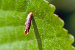 Blackthorn Case-bearer [Coleophora coracipennella?]