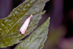 Straw Grass-veneer [Agriphila straminella]