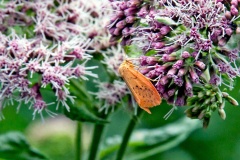 Rosy Footman [Miltochrista miniata]