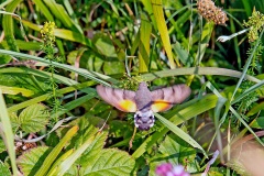Hummingbird Hawk-moth [Macroglossum stellatarum]
