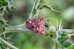 Common Purple & Gold [Pyrausta purpuralis]
