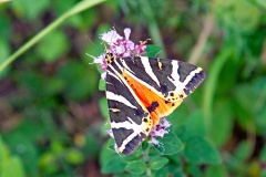 Jersey Tiger [Euplagia quadripunctaria]
