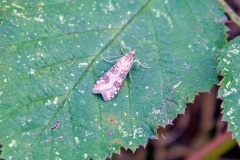 Rush Veneer [Nomophila noctuella]